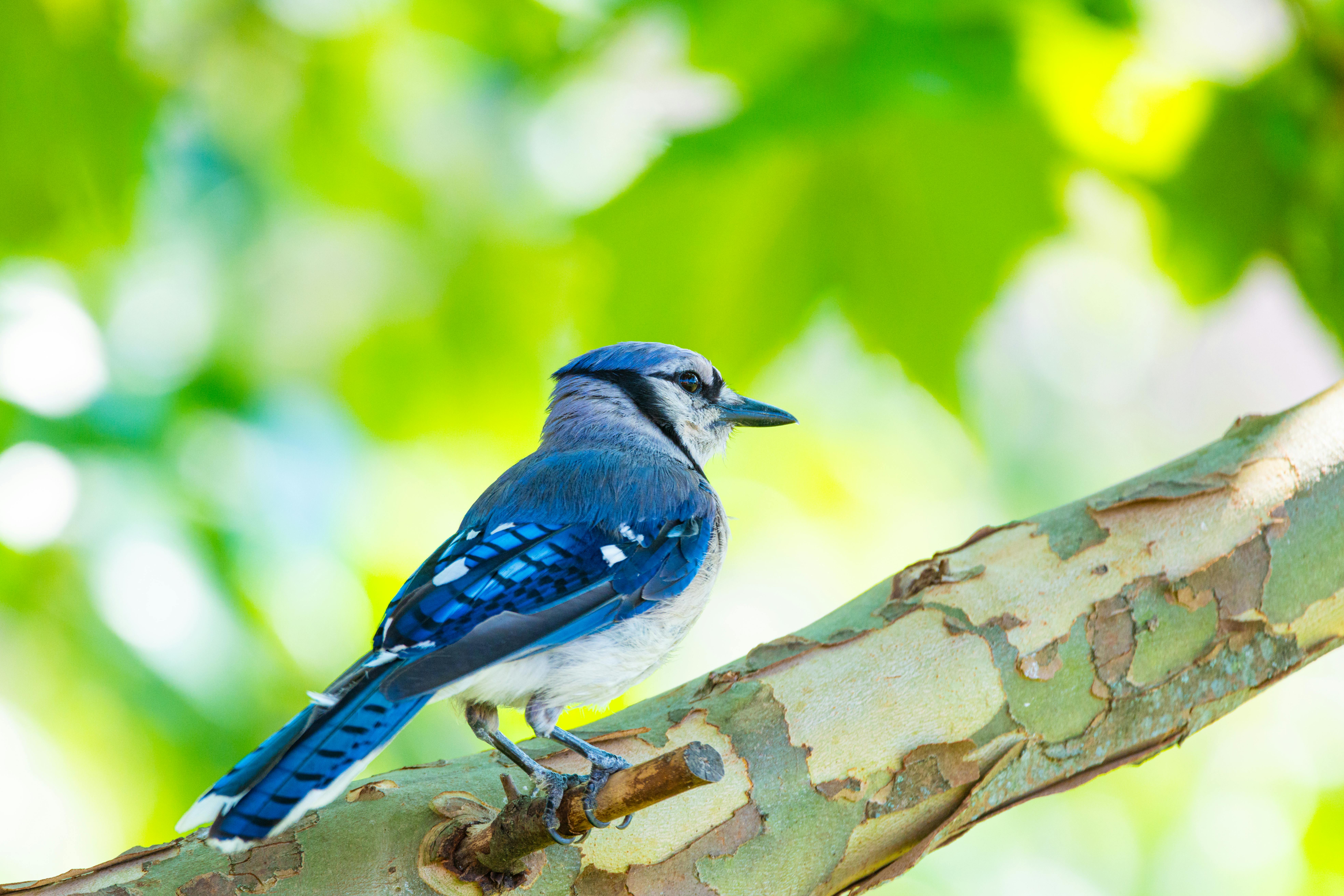 a blue jay on a sycamore tree branch