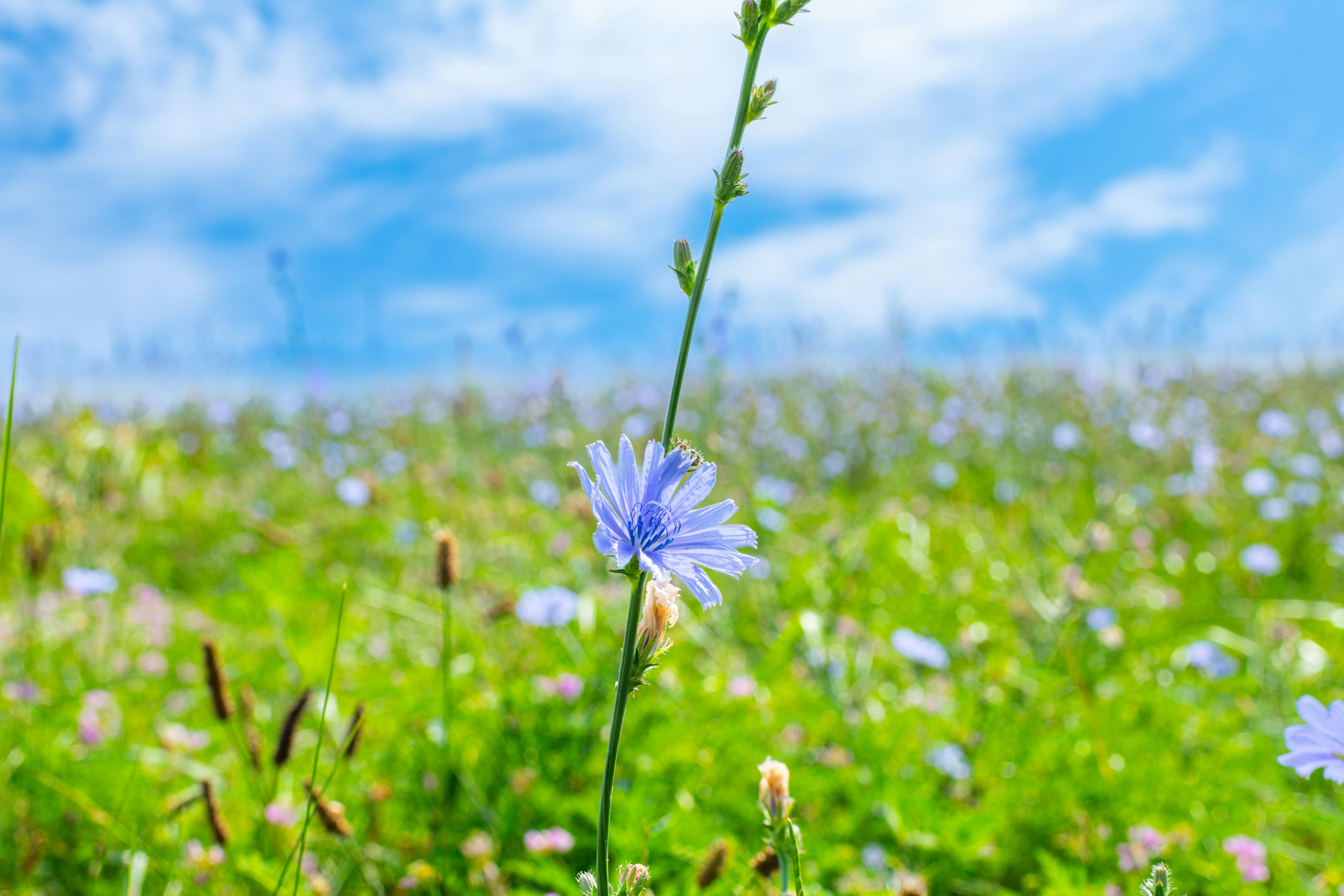 a periwinkle chicory flower in a field with a blue sky above