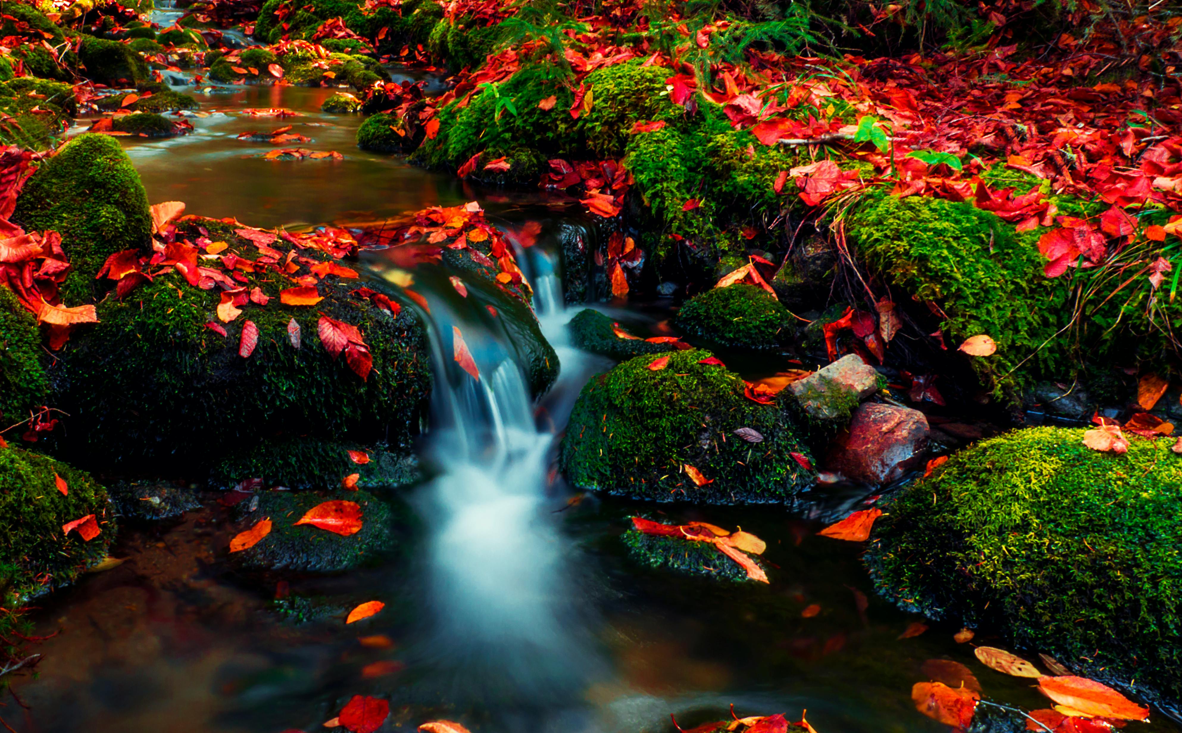 a long exposure of a waterfall with red leaves and moss